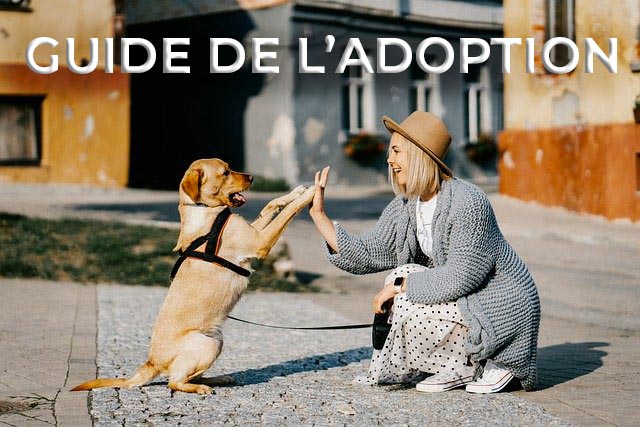 Guide de l’adoption chien et chiot.